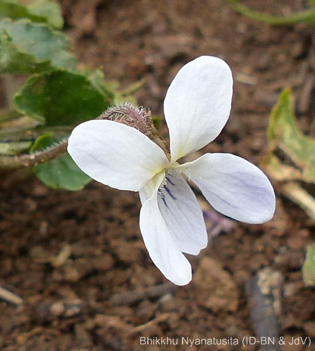 Viola pilosa Blume
